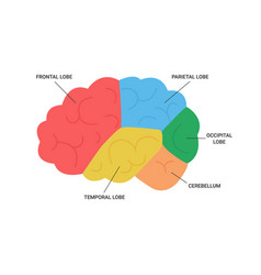 Lobes Of Brain Human Side View Medical Anatomy