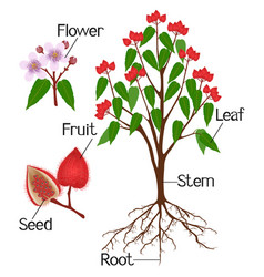 Parts Bixa Orellana Or Anatto Plant