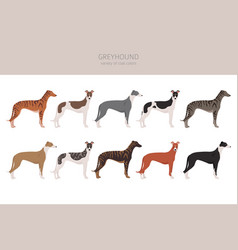 English Greyhound Dogs Different Coat Colors