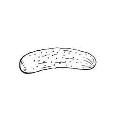 Cucumber Outline Hand Drawn Farm Market Product