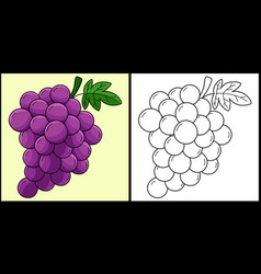 Grapes Fruit Coloring Page Colored