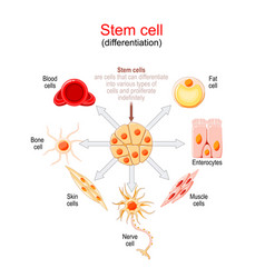 Stem Cell Differentiation