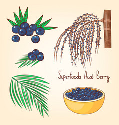 Acai Berries Set With Tree And Leaves Superfoods