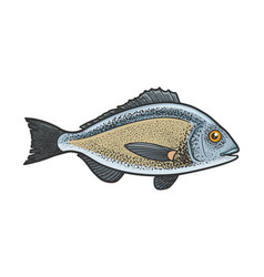 Gilt Head Bream Dorada Fish Color Sketch