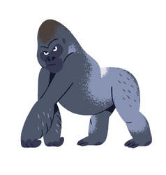 Strong Gorilla With Serious Look Walking Muscular