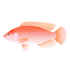 Red Tilapia Fish Isolated