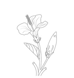 Doodle Flower Drawing Coloring Page For Adults Lin