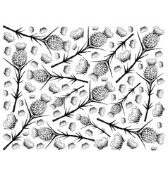 Hand Drawn Background Milk Thistle On White