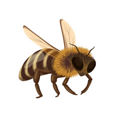 Honey Bee Flying With Buzz Isolated Cute Honeybee