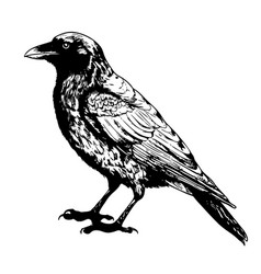 Black Raven Sketch Hand Drawn In Doodle Style