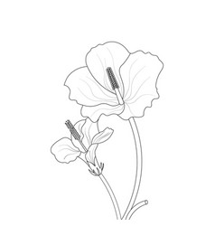 Coloring Page Of Hibiscus Flower Drawing Line Art