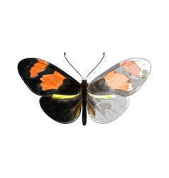 Butterfly Heliconius