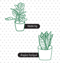 Fiddle Fig Dragon Tongue