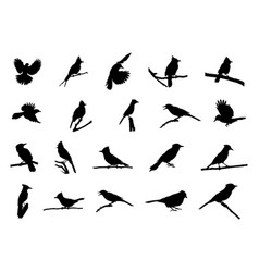 Blue Jay Silhouette Birds