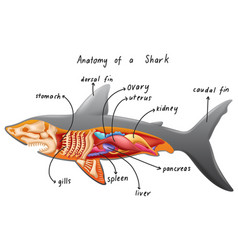 Anatomy A Shark