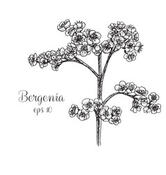 Hand Drawn Bergenia