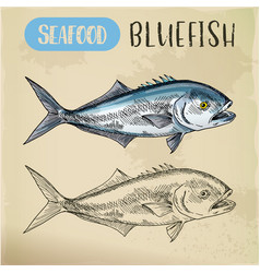 Seafood Sketch Of Bluefish Sign