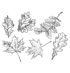 Leaf Oak Line Drawing Vector Images Over 1 400