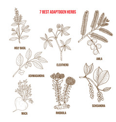 Best Adaptogen Herbs