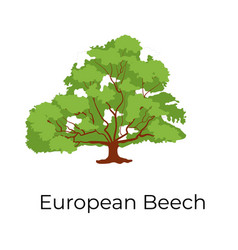 European Beech