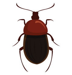 Silphidae On White Background