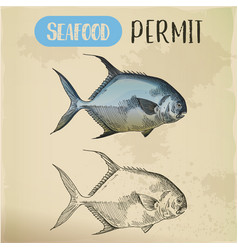 Sketch Of Permit Or Game Fish Seafood