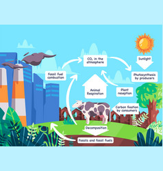 Carbon Cycle Process Of Organic