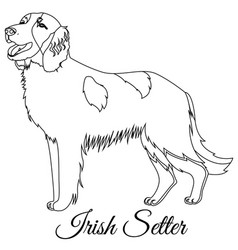 Irish Red Setter Dog Outline