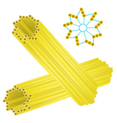 Centriole