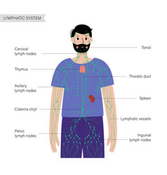 Lymphatic System In Human Body