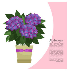 Hydrangea Plant In Pot Banner