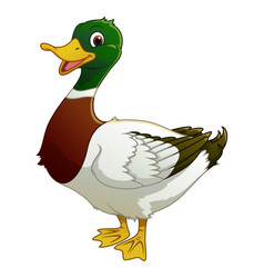 Mallard Duck Cartoon Animal