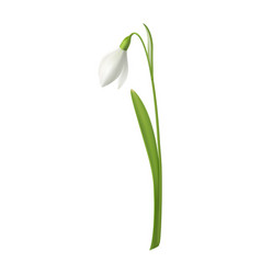 Snowdrop Realistic