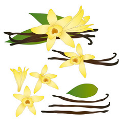 Vanilla Planifolia Flower And Pods