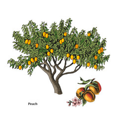 Peach Tree And Branch