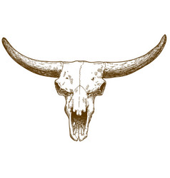 Engraving Of Steppe Bison Skull