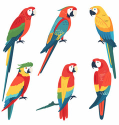 Five Colorful Parrots Various Poses