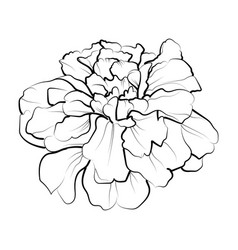 Minimilist Marigold Flower Tattoo Drawing