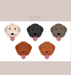 Bac Ha Dog All Colours Clipart Different Coat