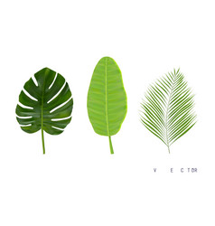 Different Green Tropical Leaves No Trace