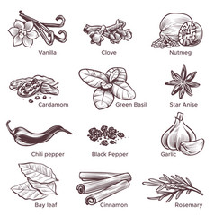 Hand Drawn Spices Sketch Cooking Ingredient