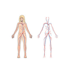 Woman Arterial And Venous Circulatory System