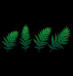 Green Fern On A Black Background