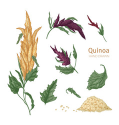 Collection Of Quinoa Flowering Plants