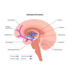 Dopamine Pathway Concept