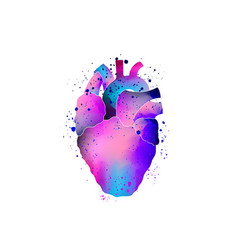 Anatomical Heart Isolated