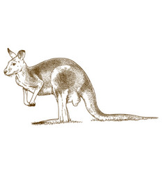 Engraving Of Grey Kangaroo