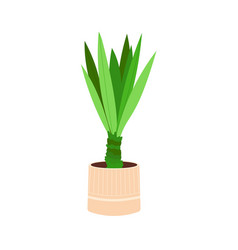 Potted Green Yucca Plant With Thick Leaves Indoor