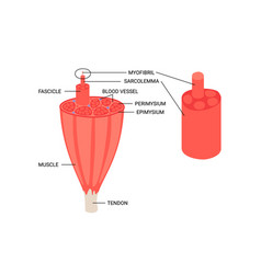 Anatomy Inside Muscle Structure Fiber With Tendon