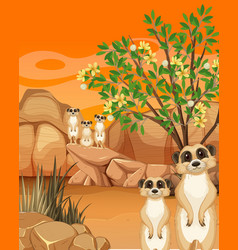 Desert Background With Meerkat Group